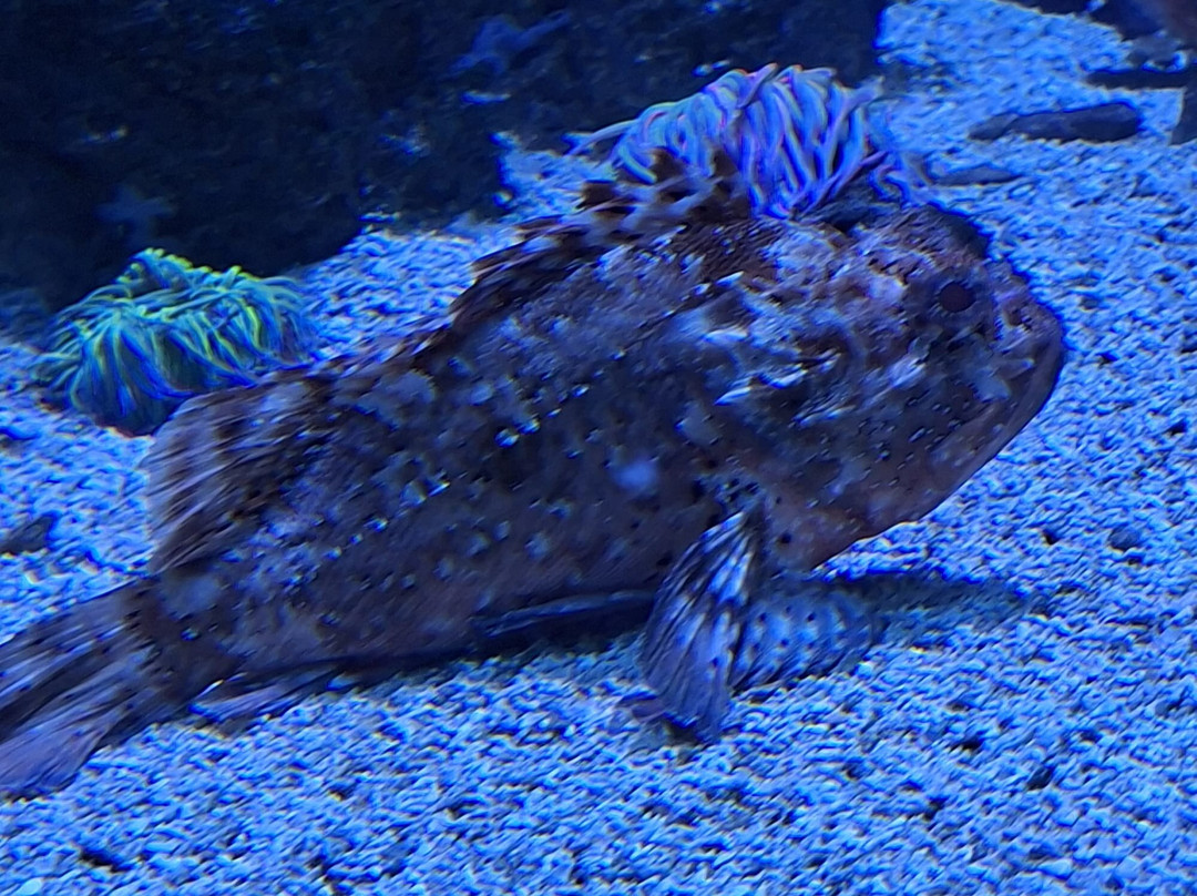 Aquarium de Biarritz-比亚里茨必去景点