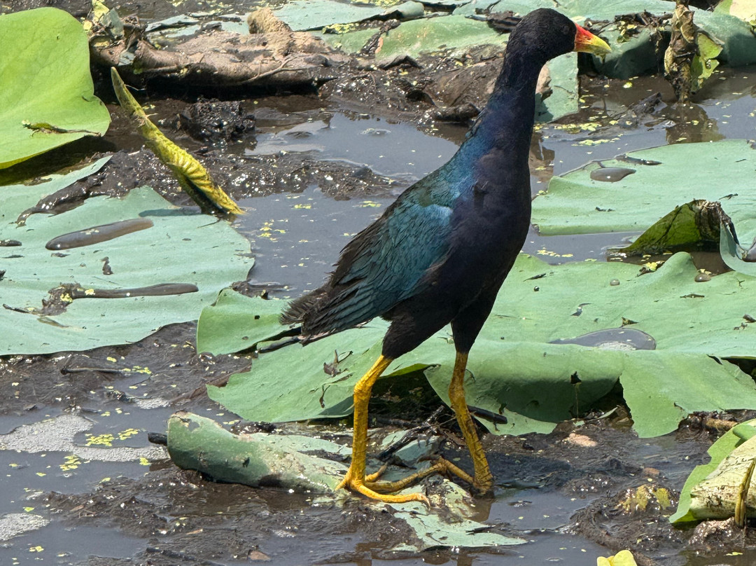 Ragin Cajun Airboat Tours-新奥尔良必去景点