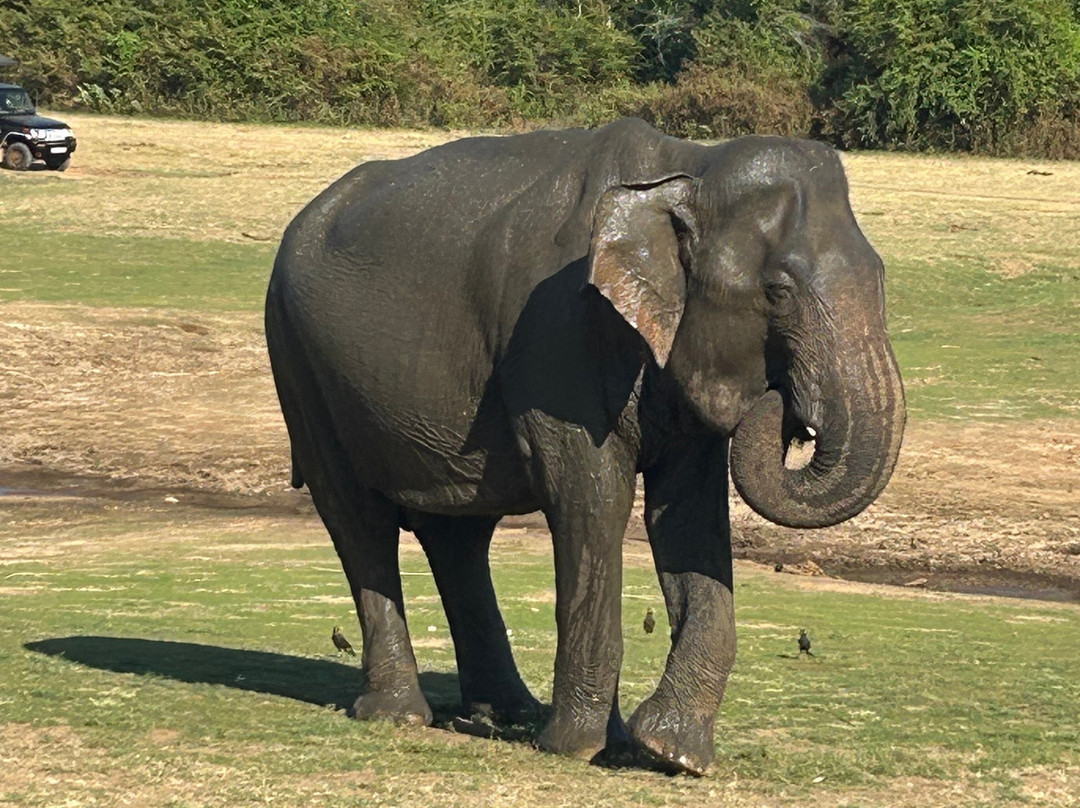 Fernando Tours Sri Lanka-Ja Ela必去景点