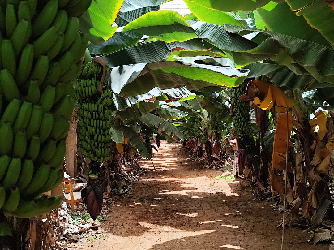 Finca Las Margaritas Banana Experience-拉斯加勒塔斯必去景点