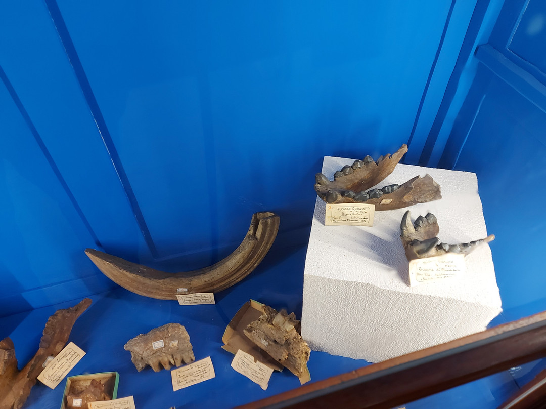 Museo Paleontologico di Montevarchi-蒙泰瓦尔基必去景点