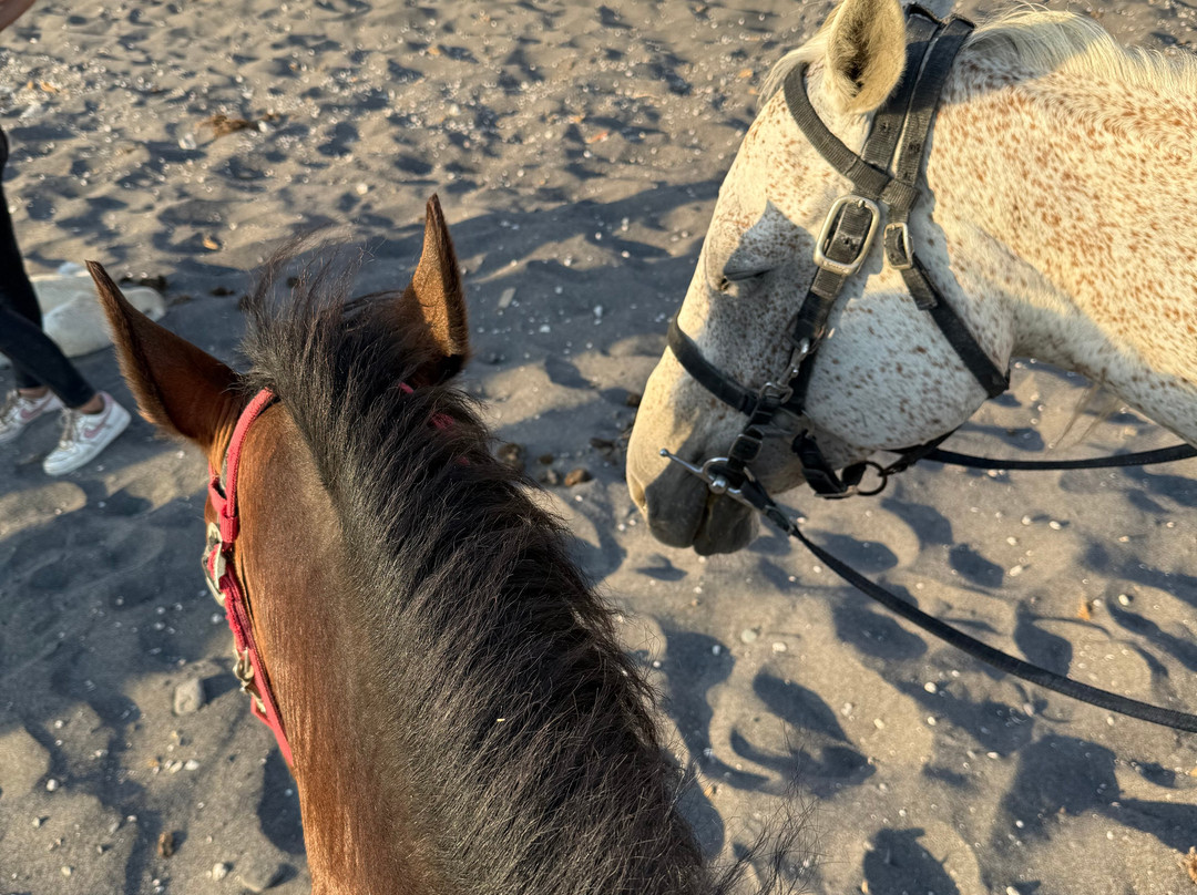 Experience Horse Riding-阿克罗蒂里必去景点