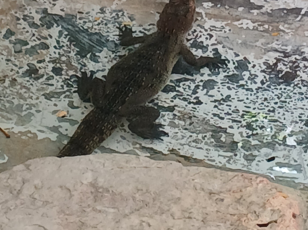 Croco Cun Zoo-从莫雷洛斯港必去景点