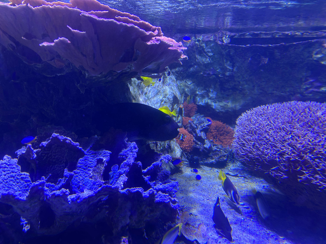 Seaquarium Institut Marin-勒格罗迪鲁瓦必去景点
