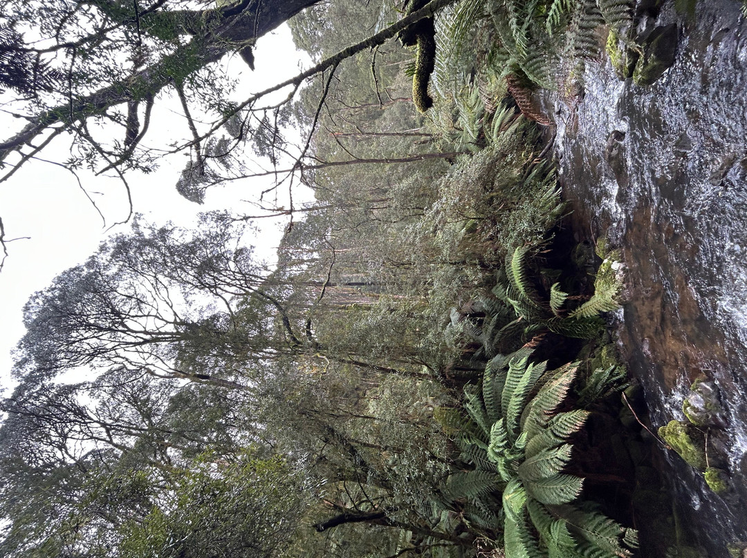 Hopetoun Falls-Beech Forest必去景点