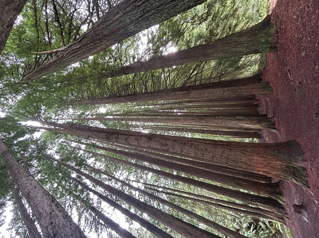 The Redwoods-Beech Forest必去景点