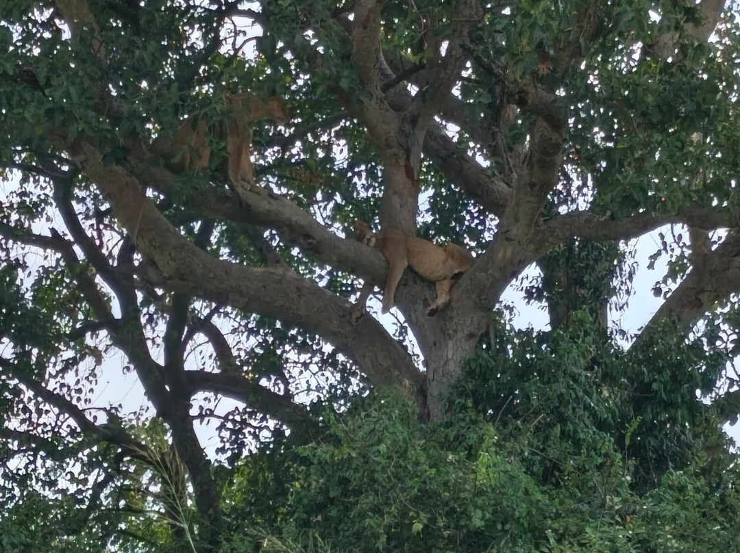 Big Lion Trails Safaris-坎帕拉必去景点