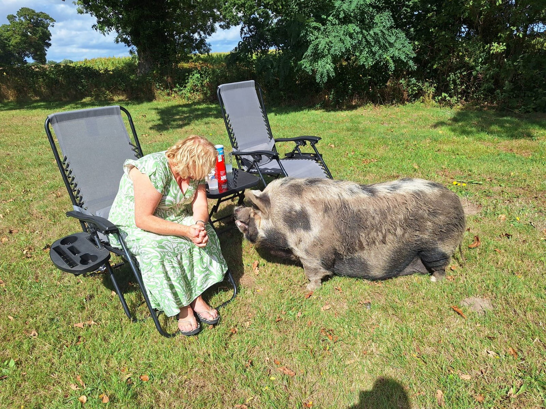 Starry Meadow & Rescued Animal Experiences