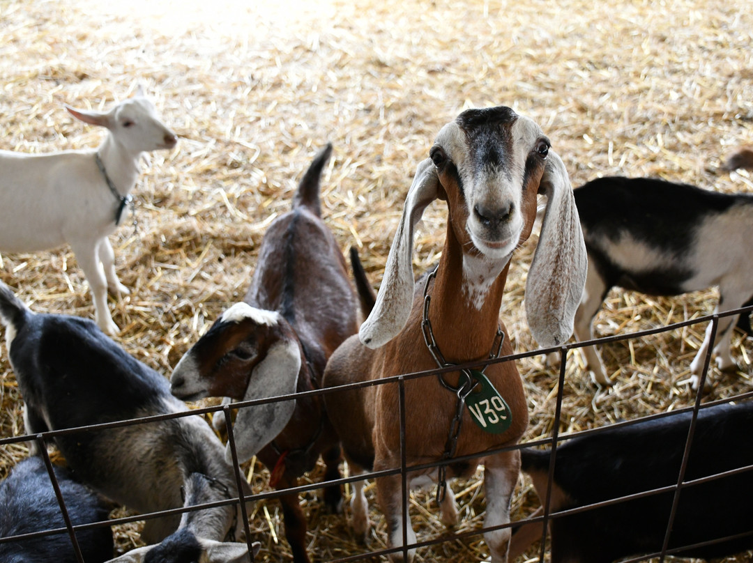 Poplar Goat Farm Tours-Scandia必去景点