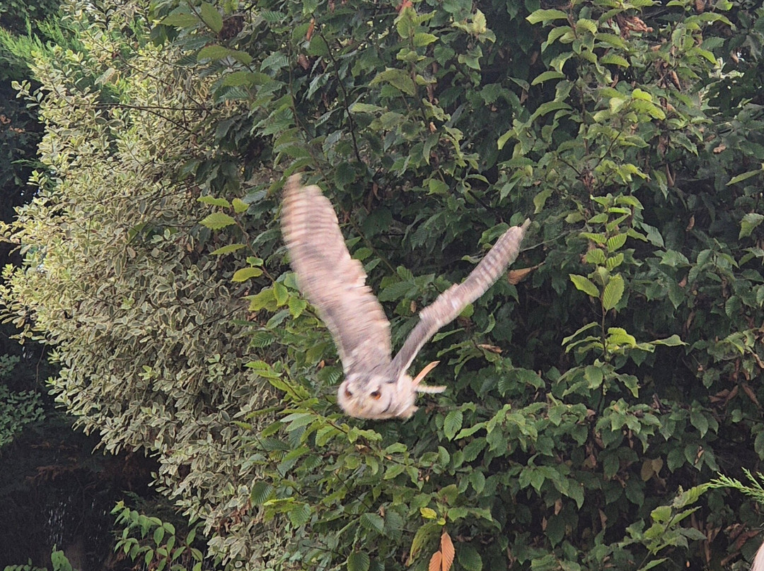 Baytree Owl and Raptor Centre-Spalding必去景点