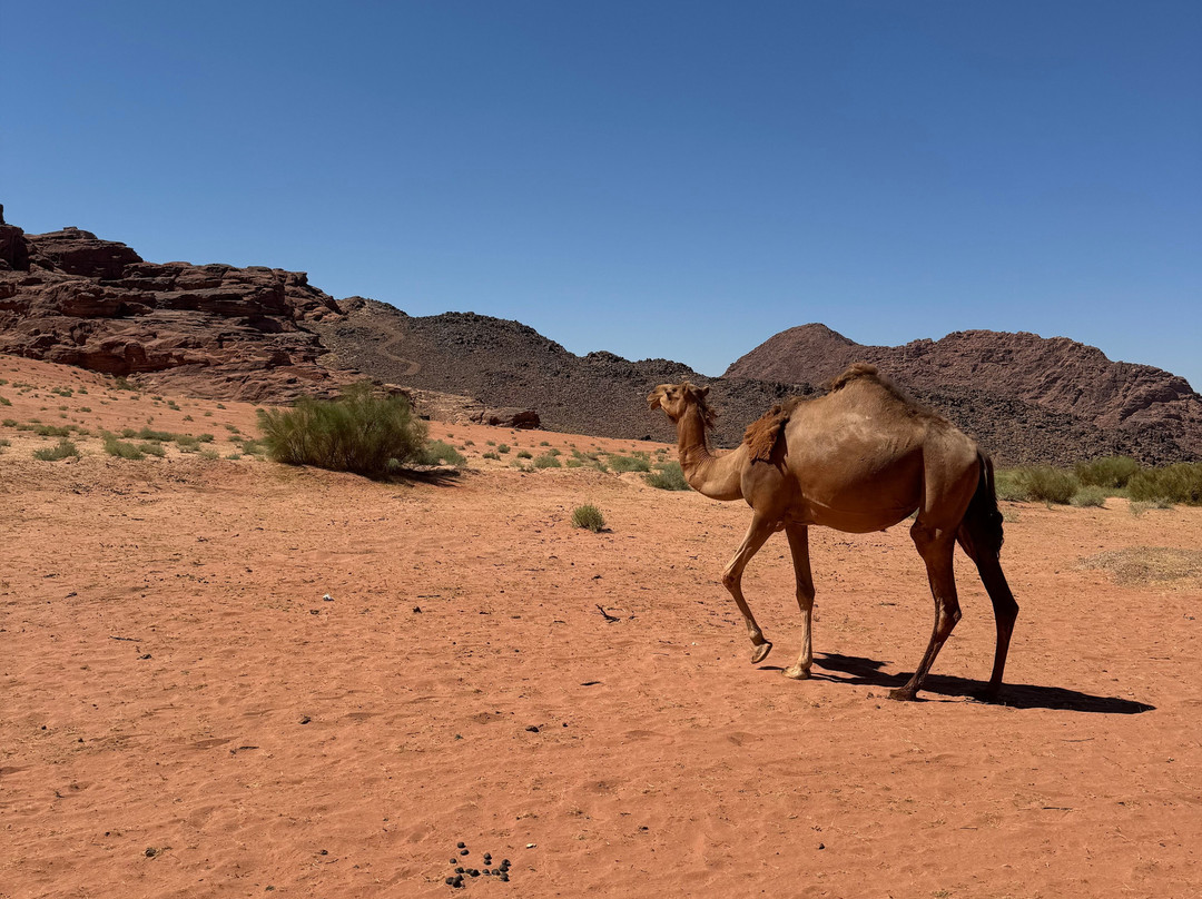 Bedouin Nights Camp-Wadi Rum Village必去景点