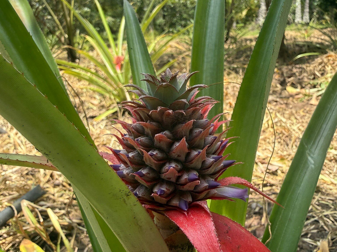 Bwa Mzee Spice Farm-基万嘎必去景点
