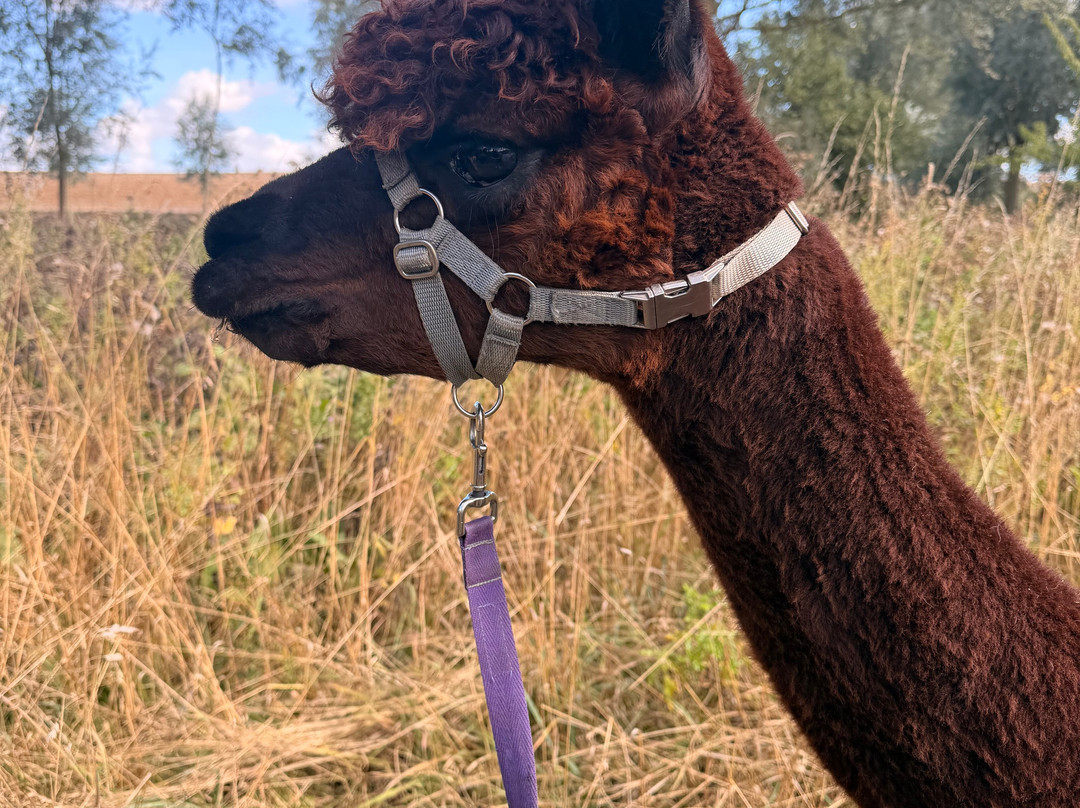 Blackwater Alpacas & Pygmy Goats-布伦特里必去景点