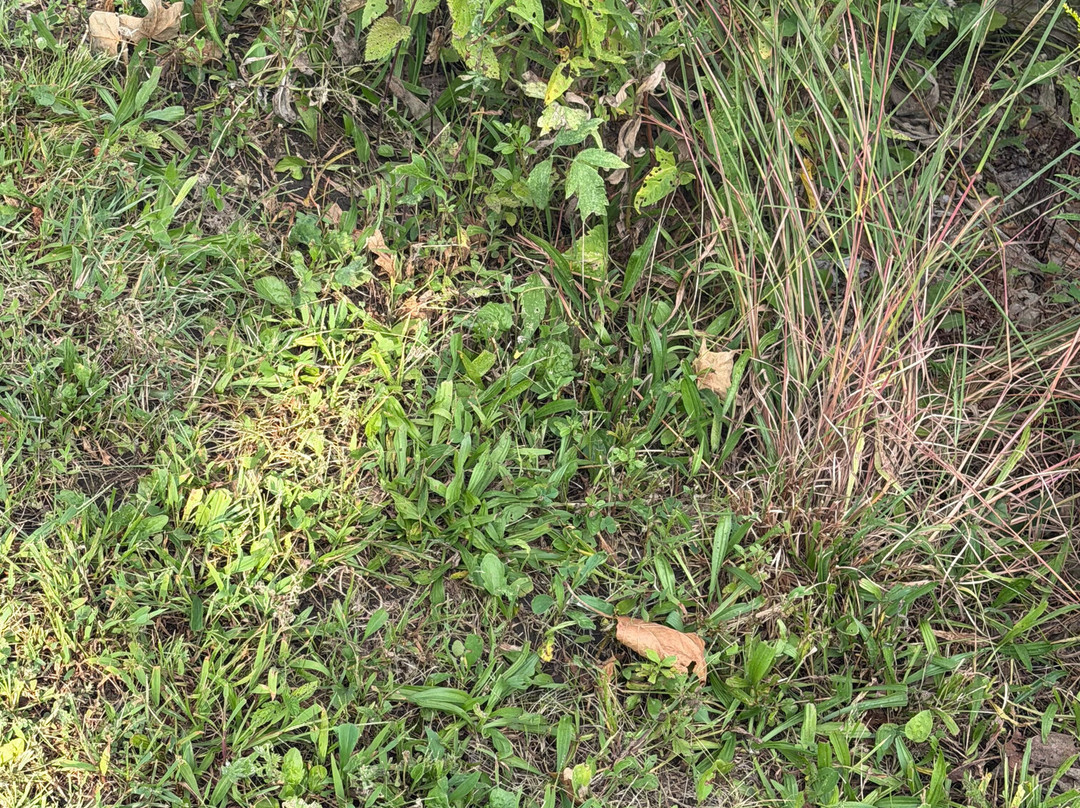 Boneyard Creek Trail-尚贝恩必去景点