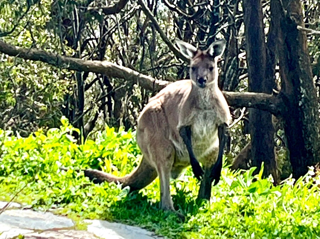 Mount Lofty Summit-Crafers必去景点