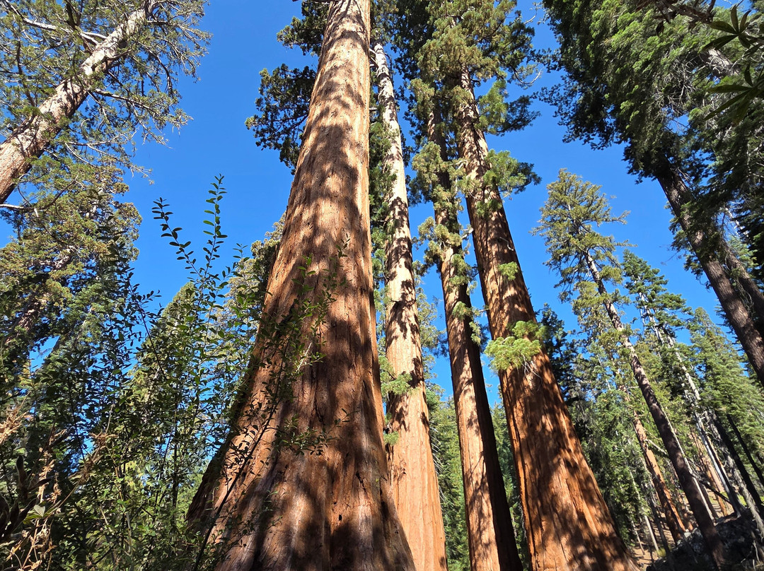Mariposa Grove of Giant Sequoias-优胜美地国家公园必去景点