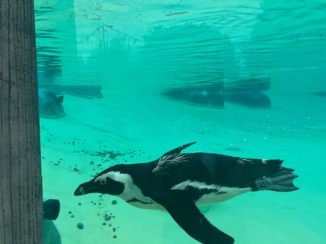 Yorkshire Wildlife Park-Auckley必去景点