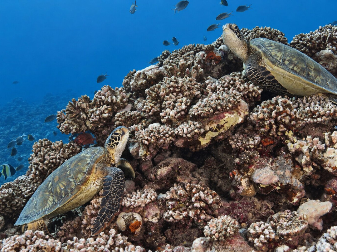 Moorea Fun Dive-Hauru必去景点