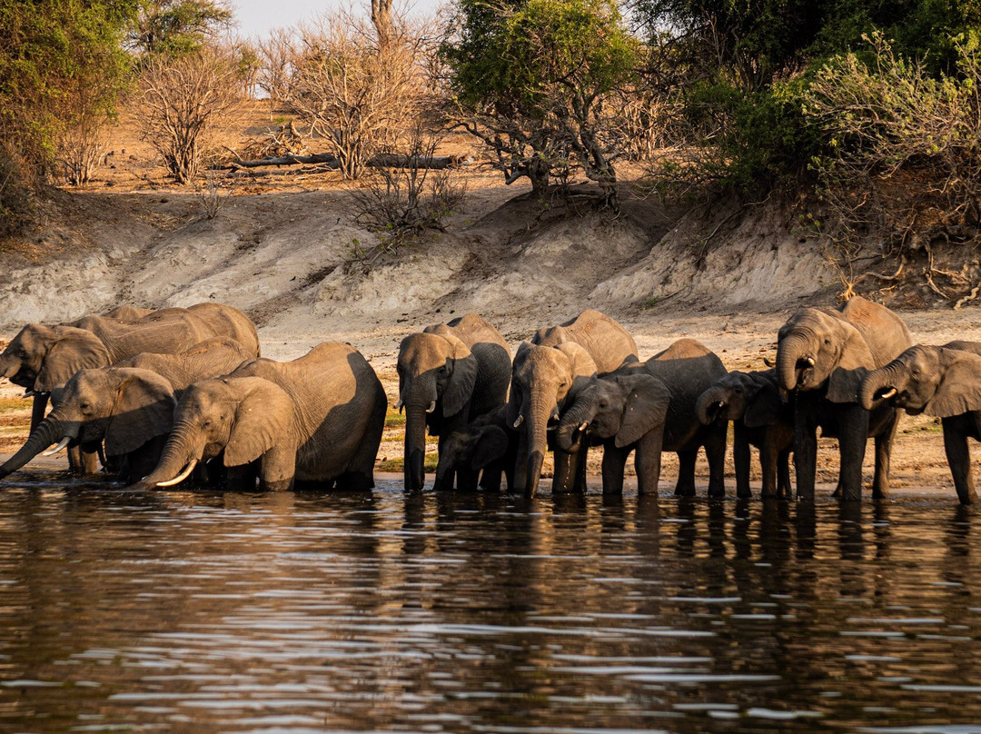 Zambezi Queen Collection by Mantis-Kasika必去景点