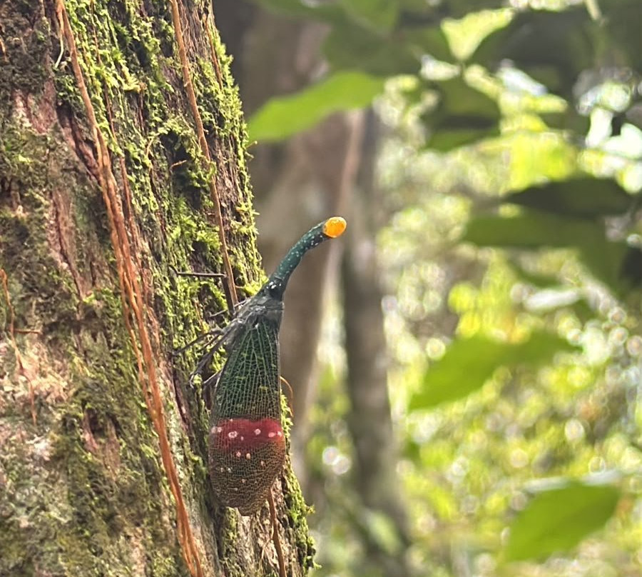 Sumatra Orangutan Explore-武吉拉旺必去景点