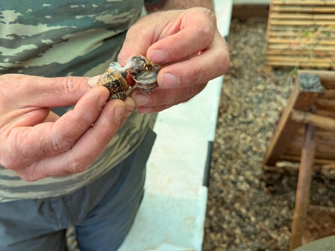 Snail Farm And Fun-Tylissos必去景点