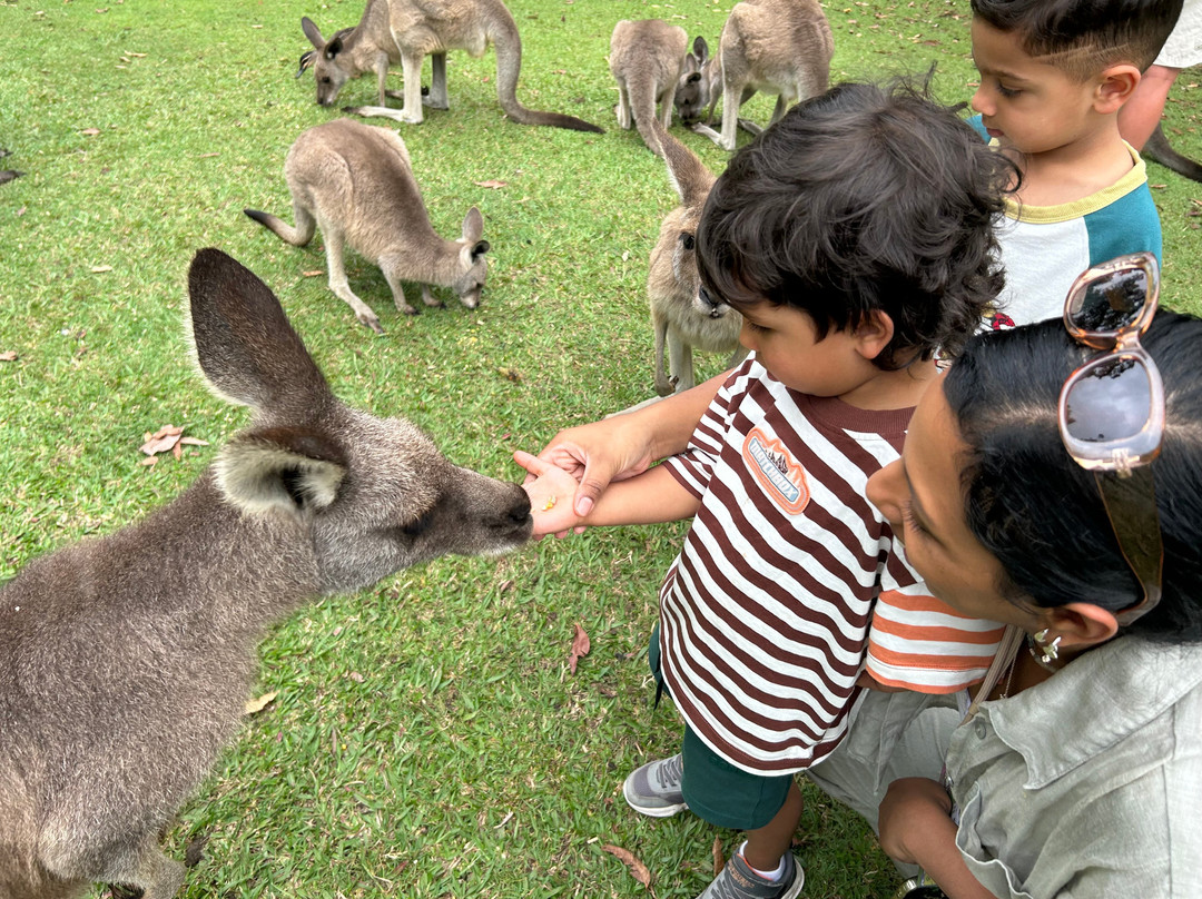 Australia Zoo-Beerwah必去景点