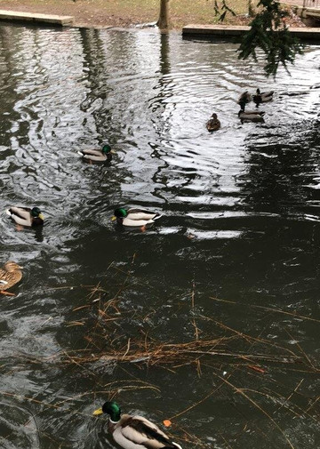 Animal enclosure at the Schwanenteich