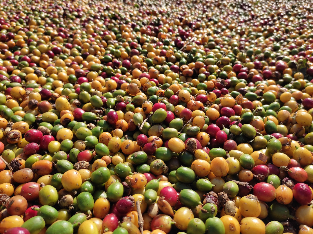 Cafe Santa Serra-塞拉内格拉必去景点