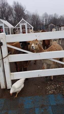 Roaring Acres Alpacas-Suffield必去景点