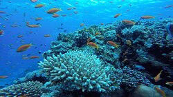 Divers Hurghada - Diving Course PADI - CMAS - SSI.-赫尔格达必去景点