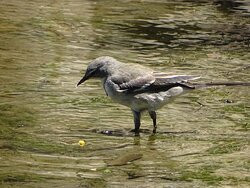 Leidam Bird Sanctuary-蒙提古必去景点