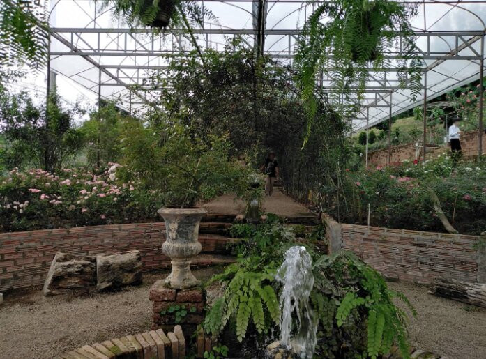 Houy Pak Pai Rose Garden-万磅必去景点