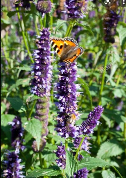 Ambleside Butterfly Garden景点图片