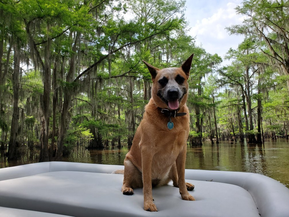 Captain Ron's Swamp Tours