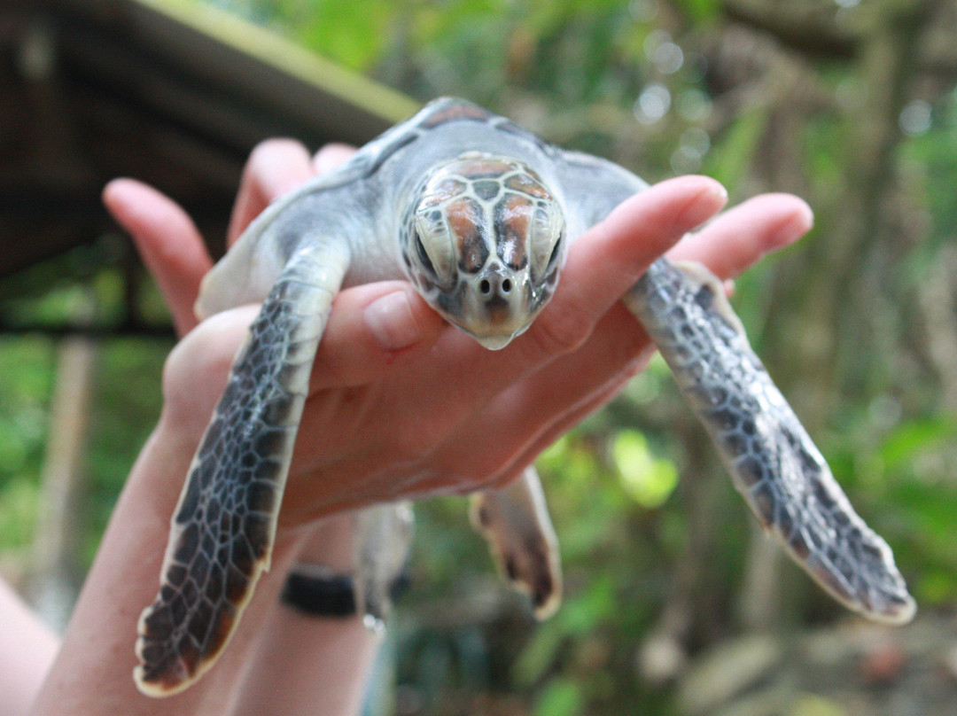 Galbokka Sea Turtle Hatchery景点图片