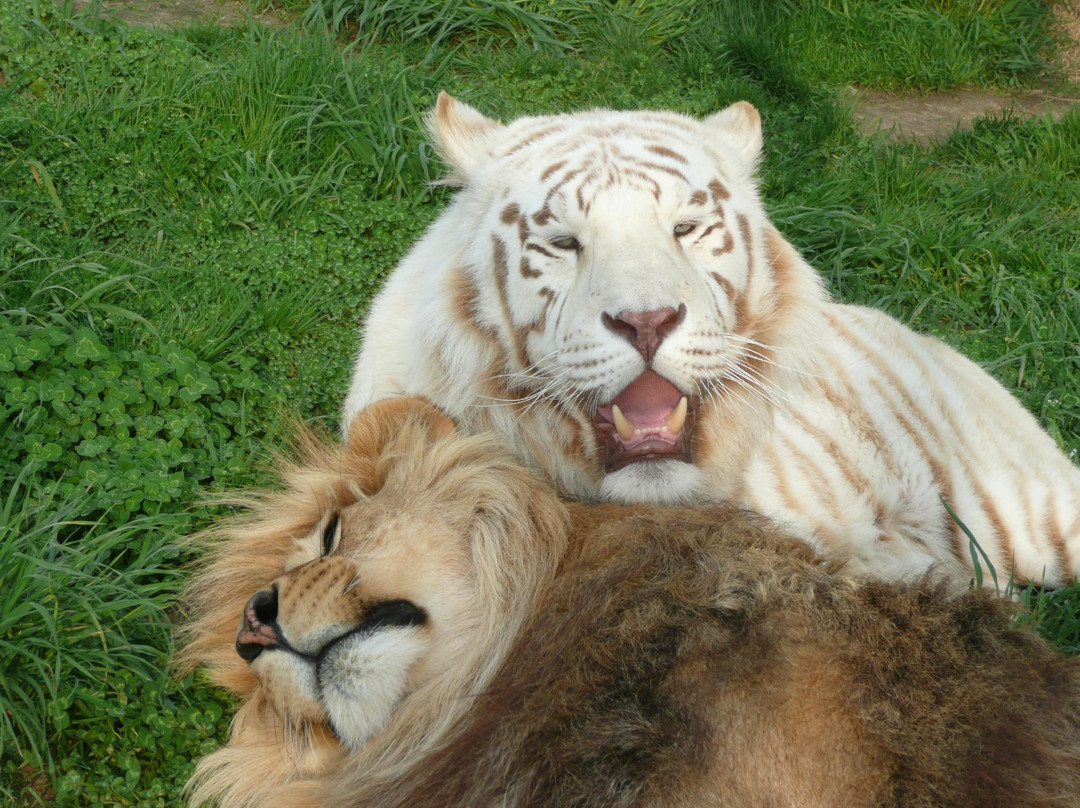 Wisconsin Big Cat Rescue景点图片