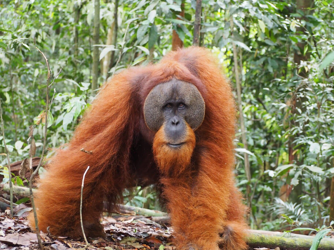 Kupu Kupu Jungle Trekking Bukit Lawang