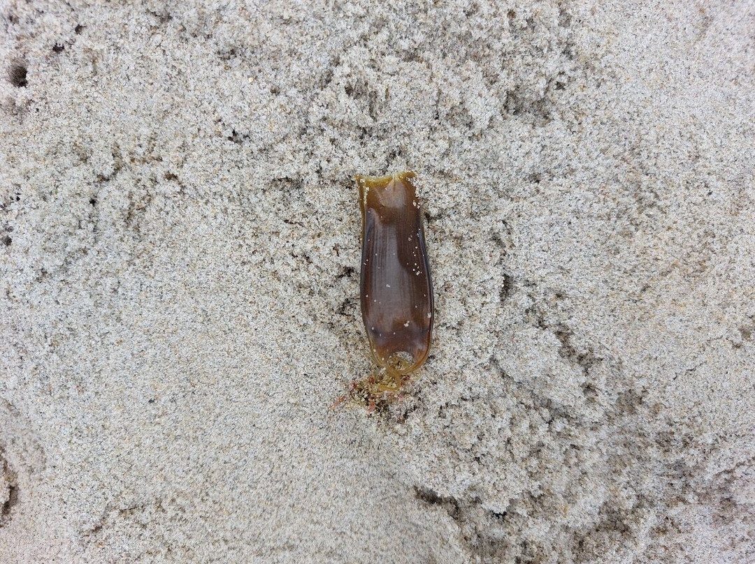 Playa Pasadas景点图片