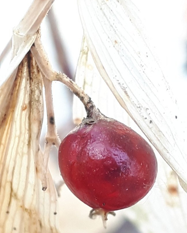 McBeth House-温尼伯必去景点