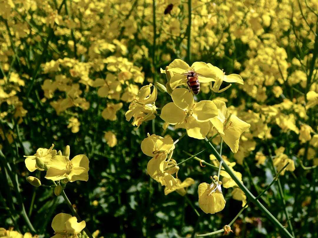 San no Kura Kogen Hanabatake-喜多方市必去景点