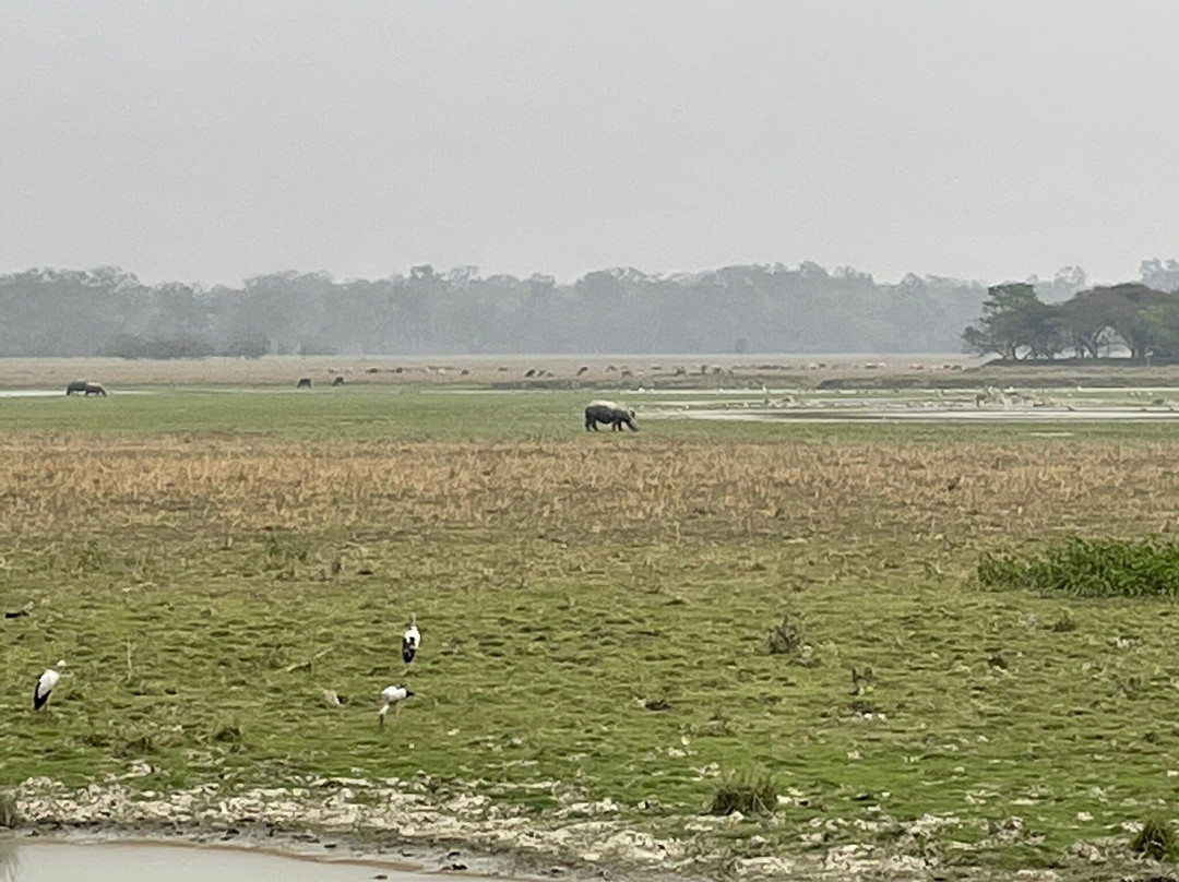 Pobitora Wildlife Sanctuary景点图片
