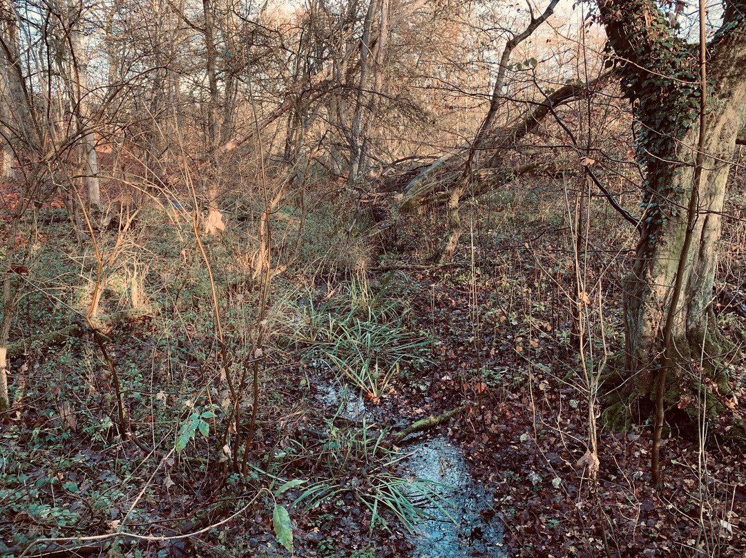 Naturschutzgebiet Beversee景点图片