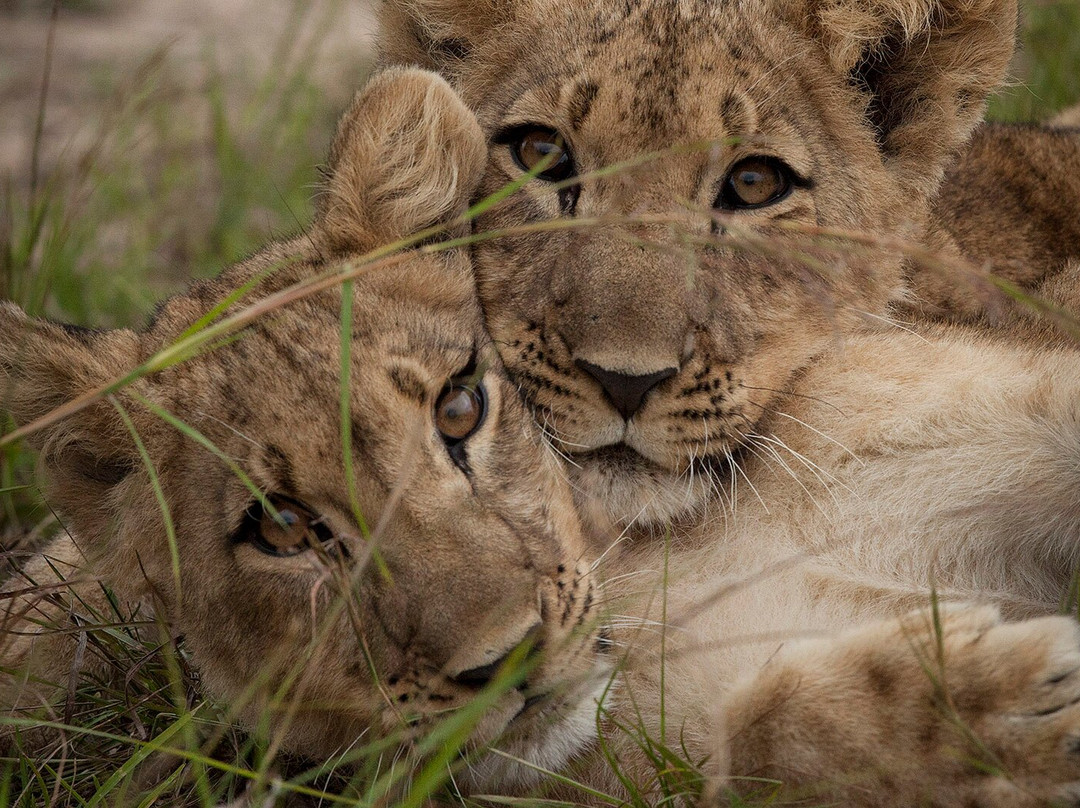 Primate Journeys Africa-恩德培必去景点