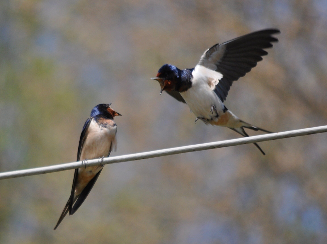 Nestos Adventure Park-Toxotes必去景点