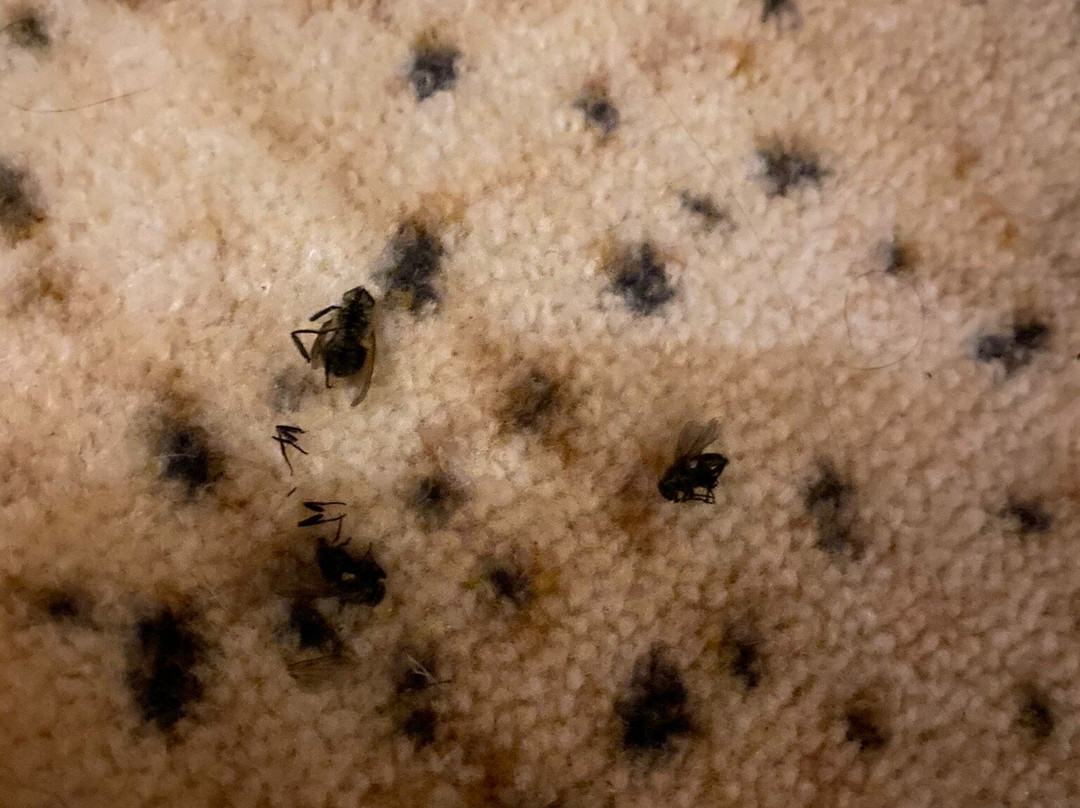 Grey Hotel Kopaonik主图