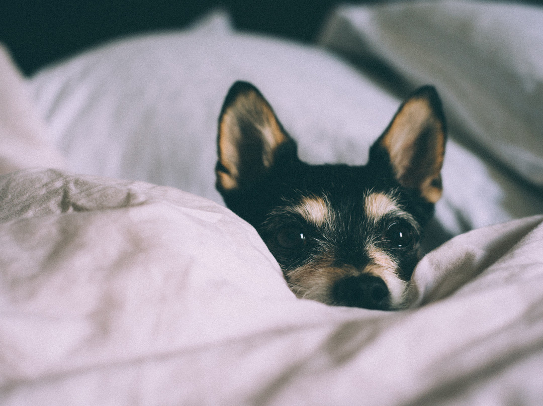 诺克斯维尔草莓平原快捷假日酒店主图