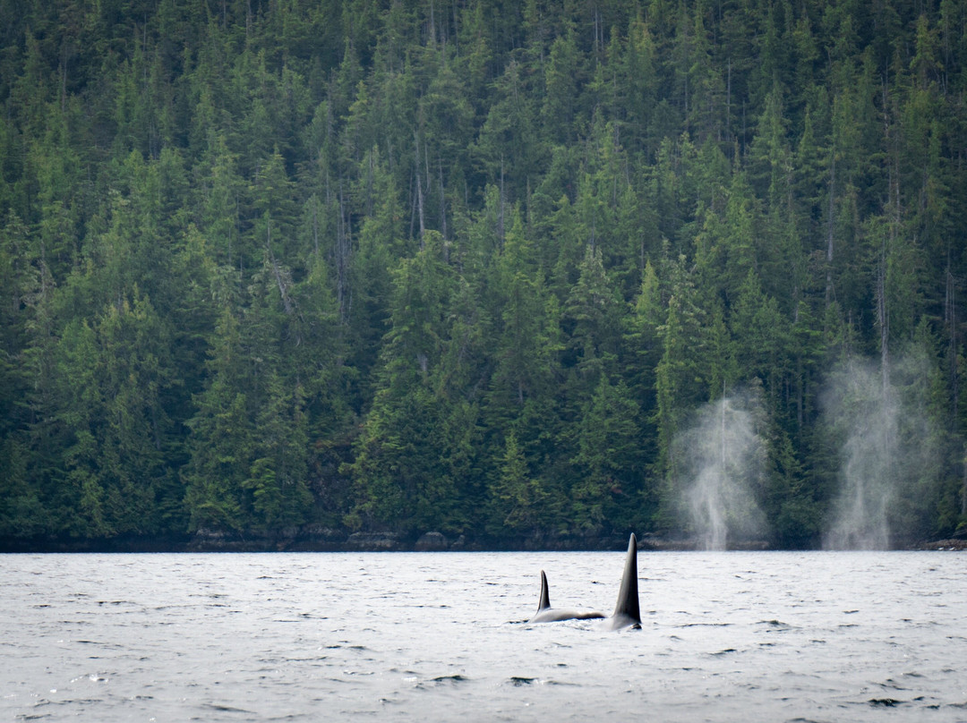 Mosaic Earth Travel-温哥华岛必去景点