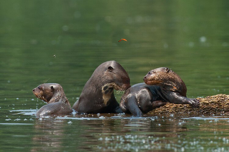 Kosnipata Valley-玛努国家公园必去景点