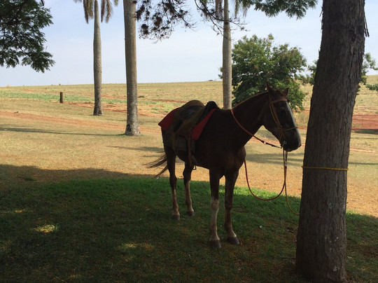 Hotel Fazenda Santa Tereza主图