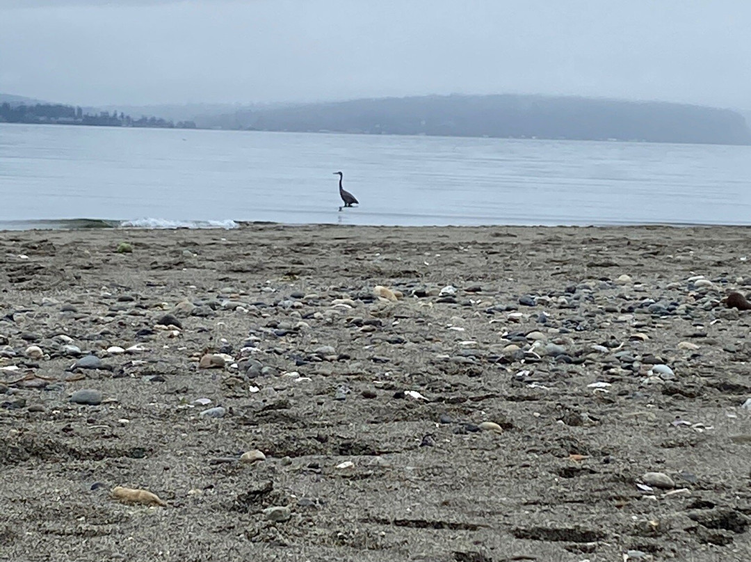 Double Bluff Beach景点图片